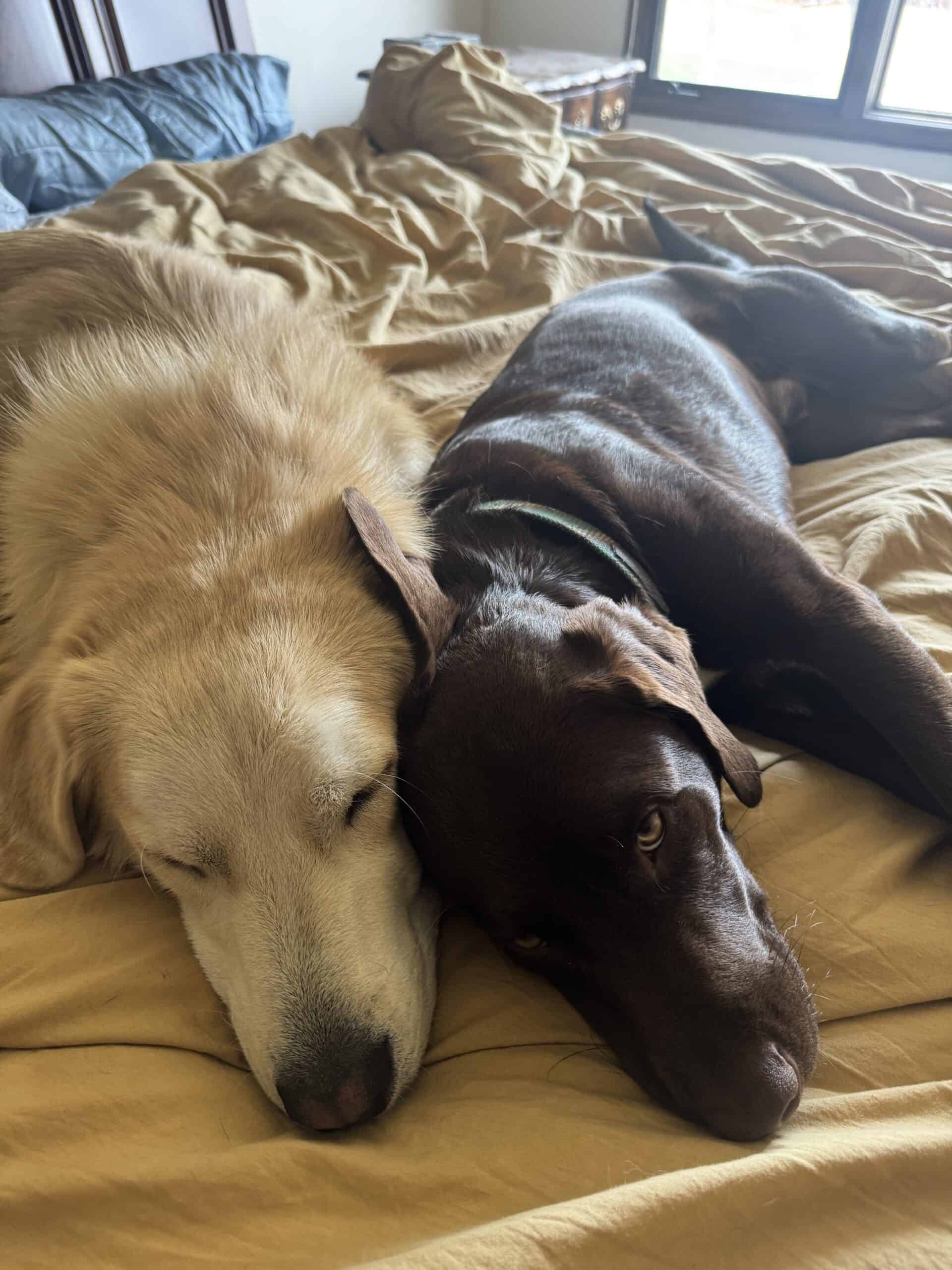 Bodhi and Finley, Lead Support Dogs